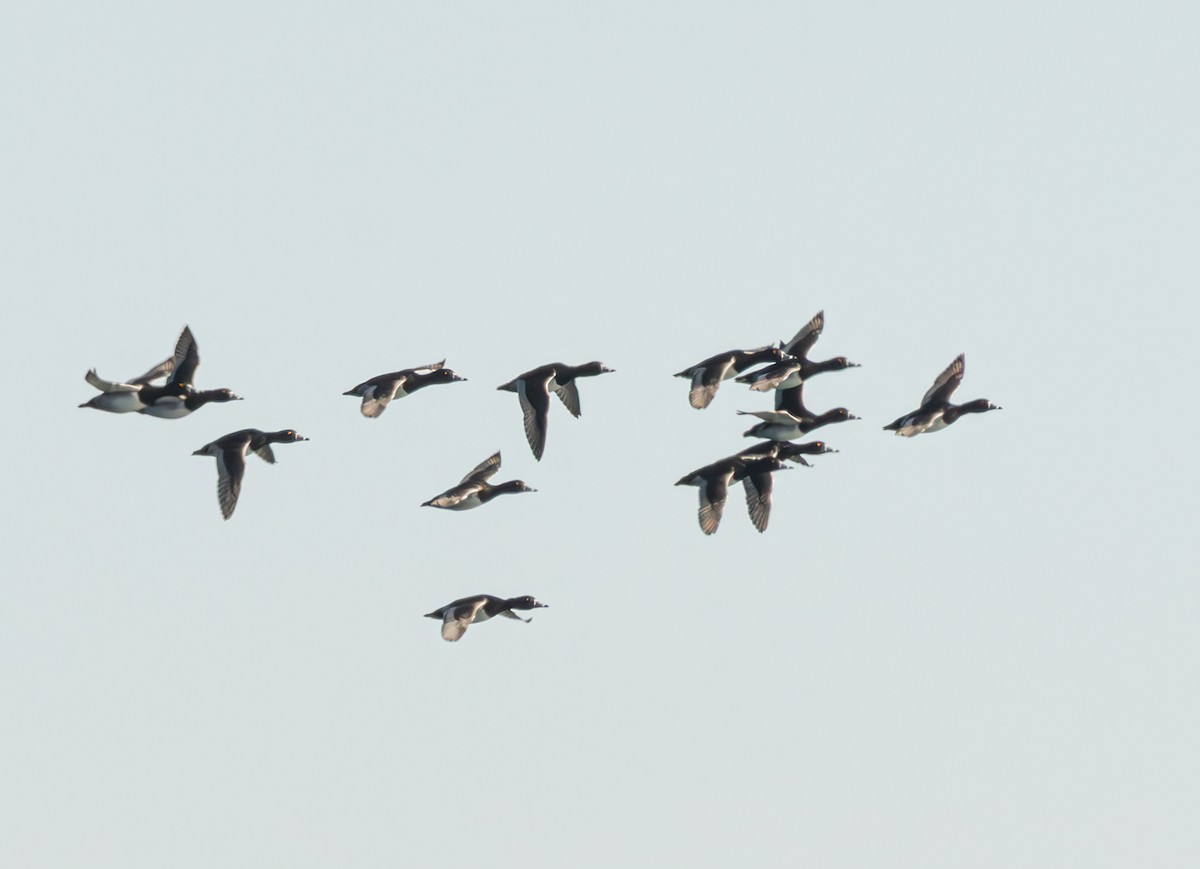 Murgilari lepokoduna - ML646262934