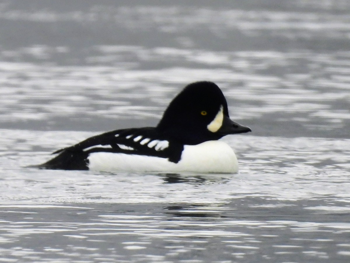 Murgilari islandiarra - ML646262935