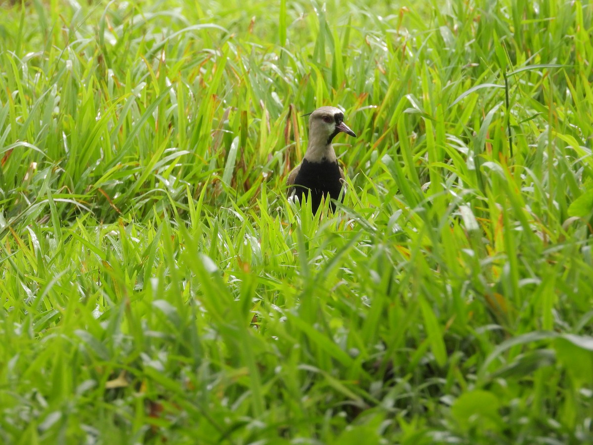 Southern Lapwing - ML646262942