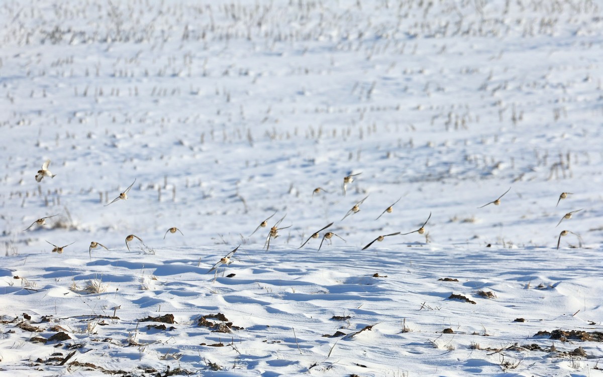 Elur-berdantza - ML646262944