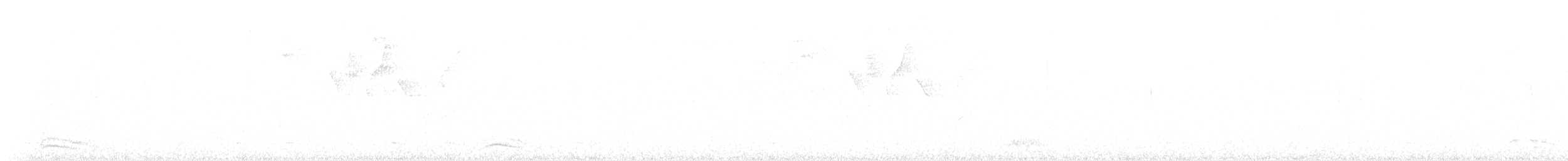 Natterer's Slaty-Antshrike - ML646262945