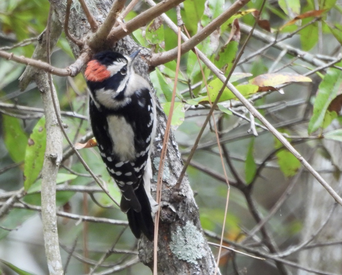 Downy Woodpecker - ML646262947