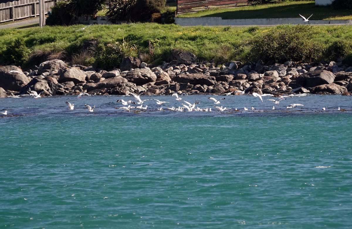 Silver Gull (Red-billed) - ML646262949