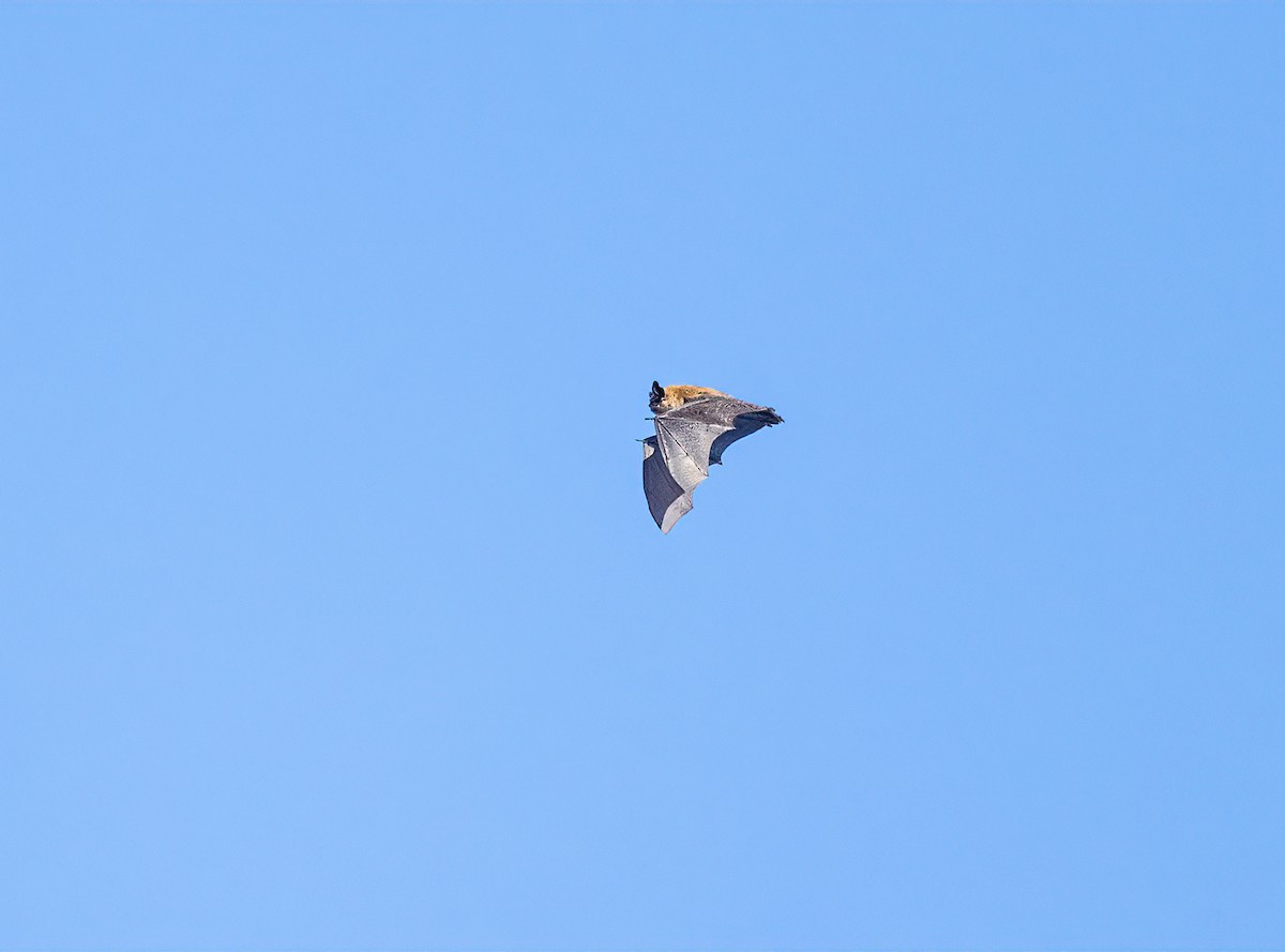 Bats - ML646262950