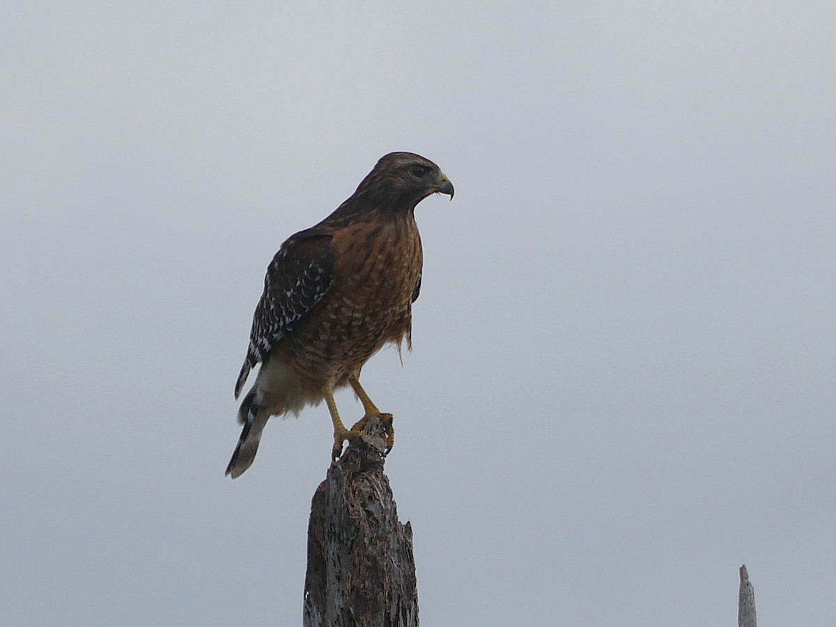 Red-shouldered Hawk - ML646262952