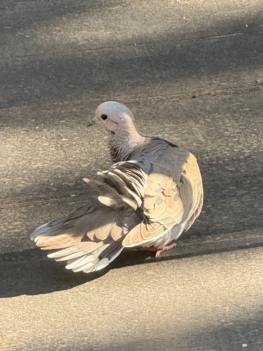 Eared Dove - ML646262953