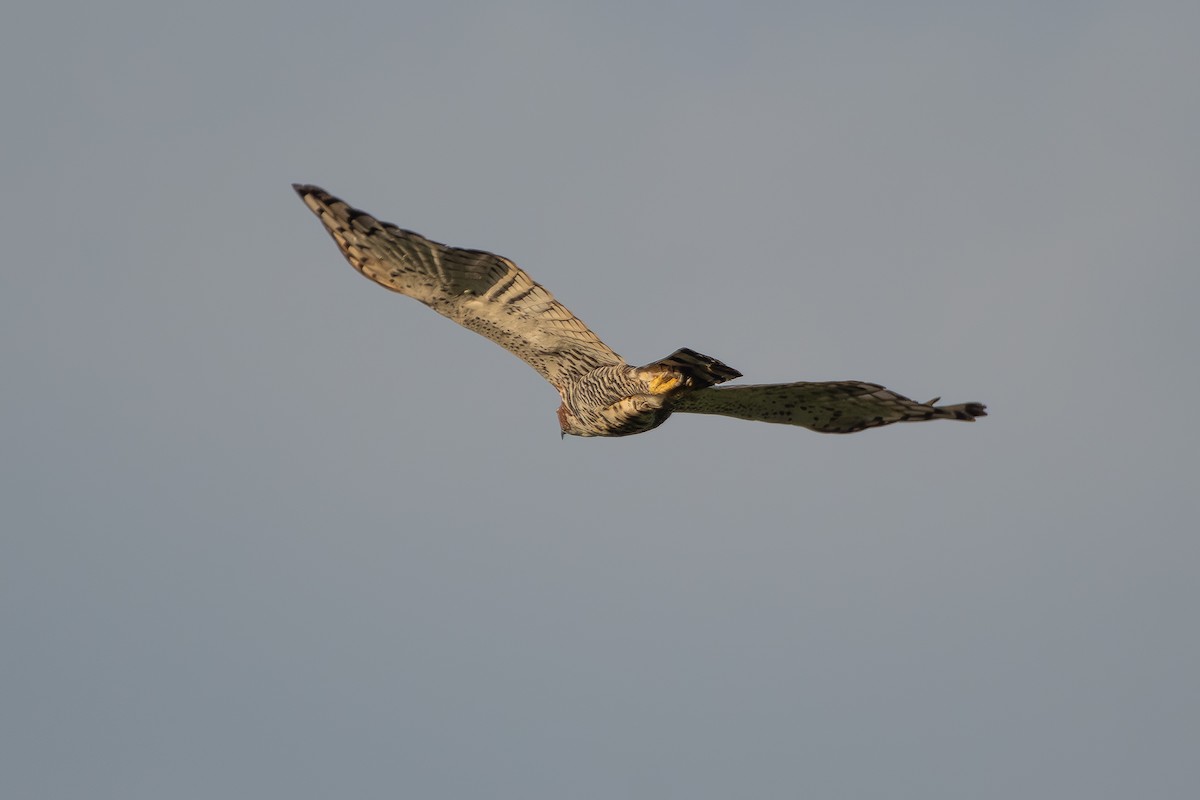 Prachtadler - ML646262956