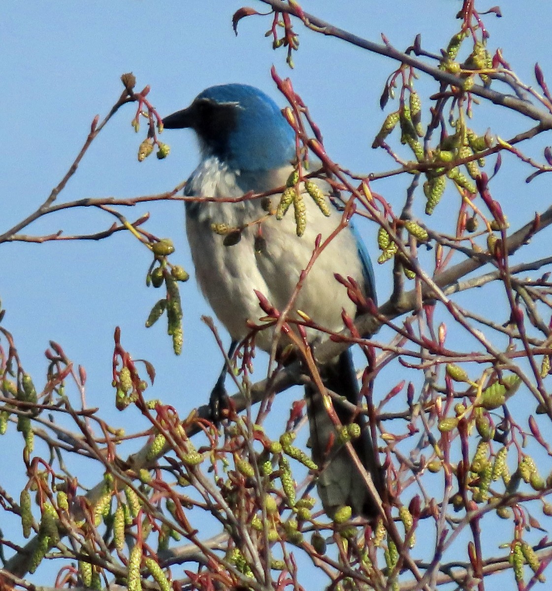 California Scrub-Jay - ML646262958