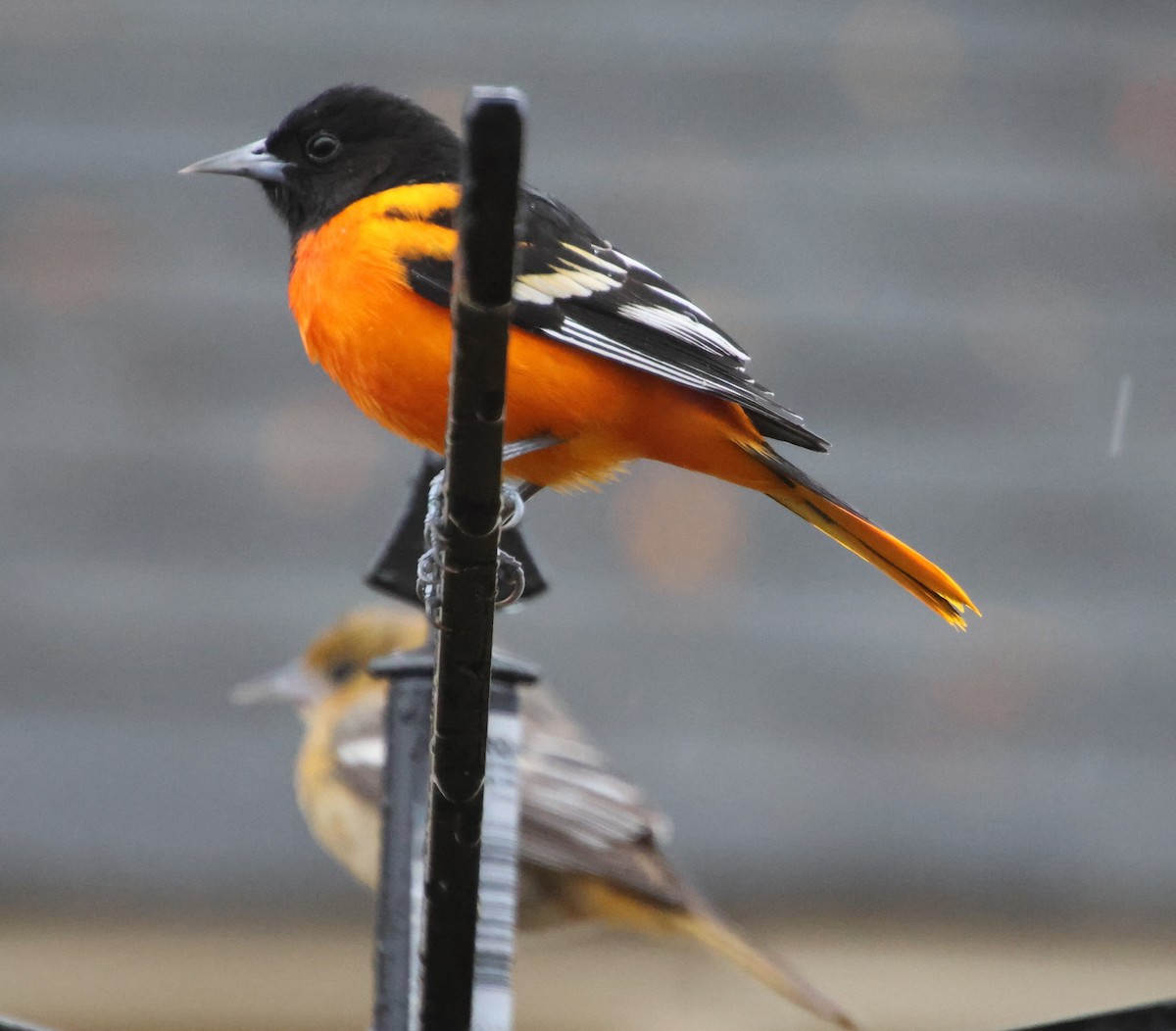 פזאי צפוני - ML646262962