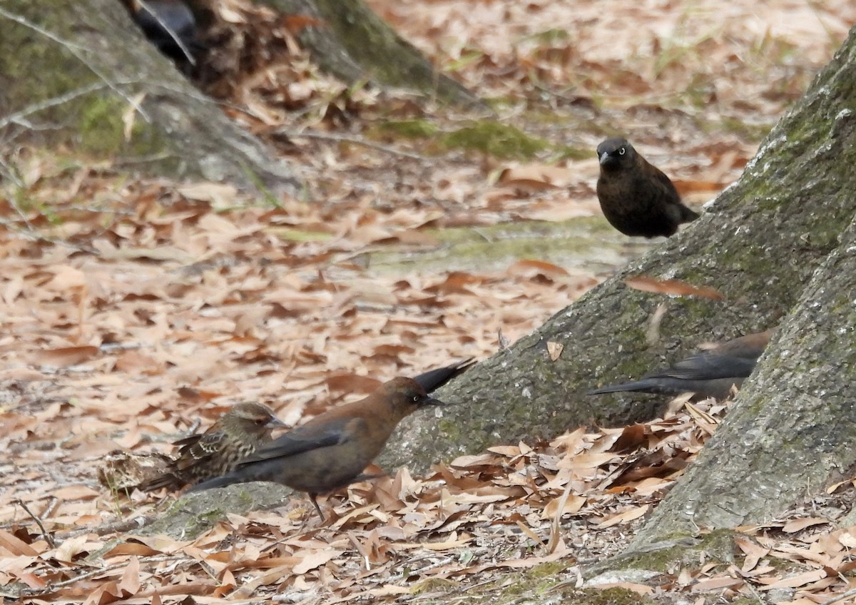 Roststärling - ML646262963