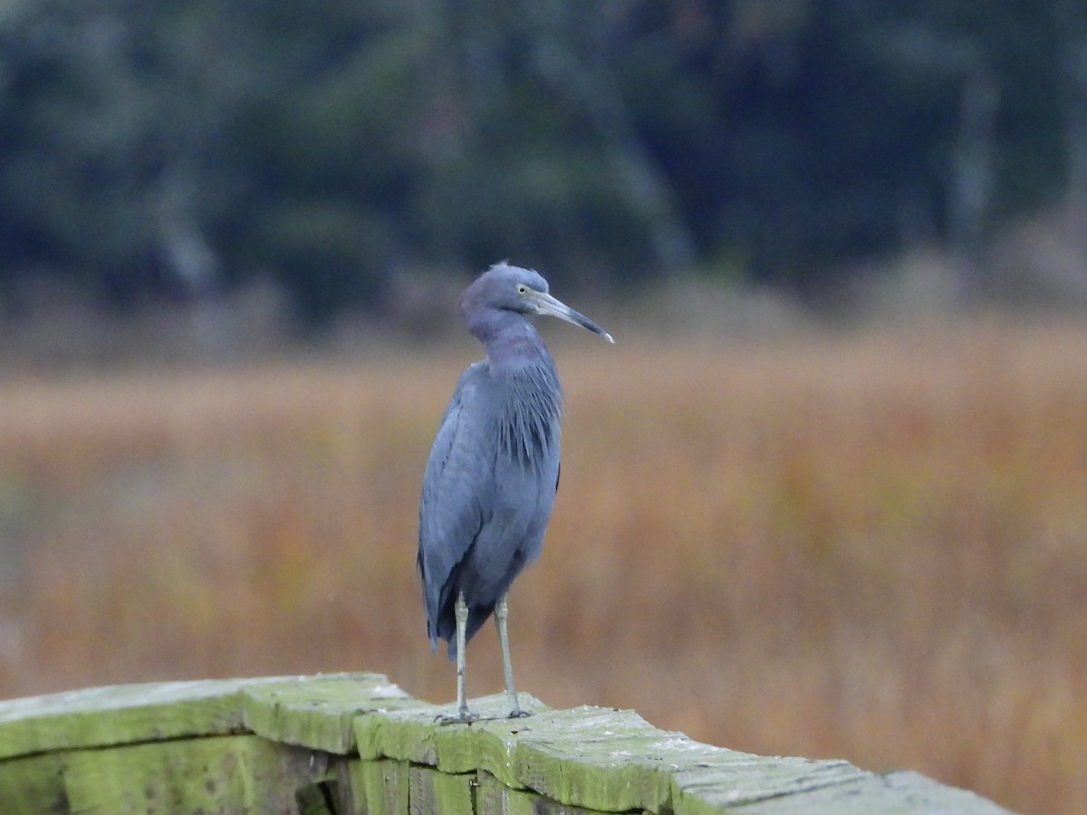 Little Blue Heron - ML646262965