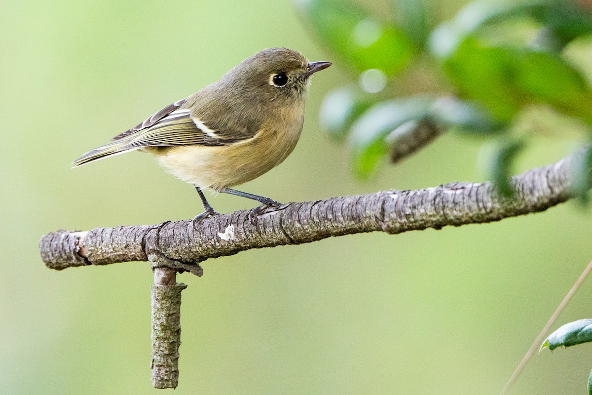Hutton's Vireo - ML646262966