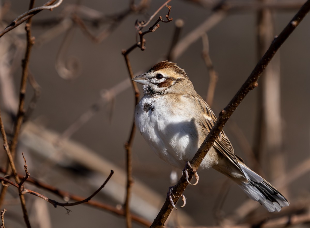 Lark Sparrow - ML646262970