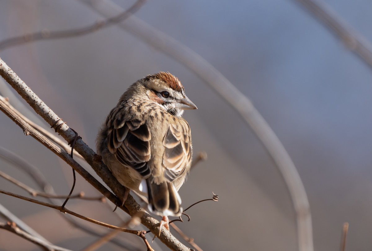 Lark Sparrow - ML646262971