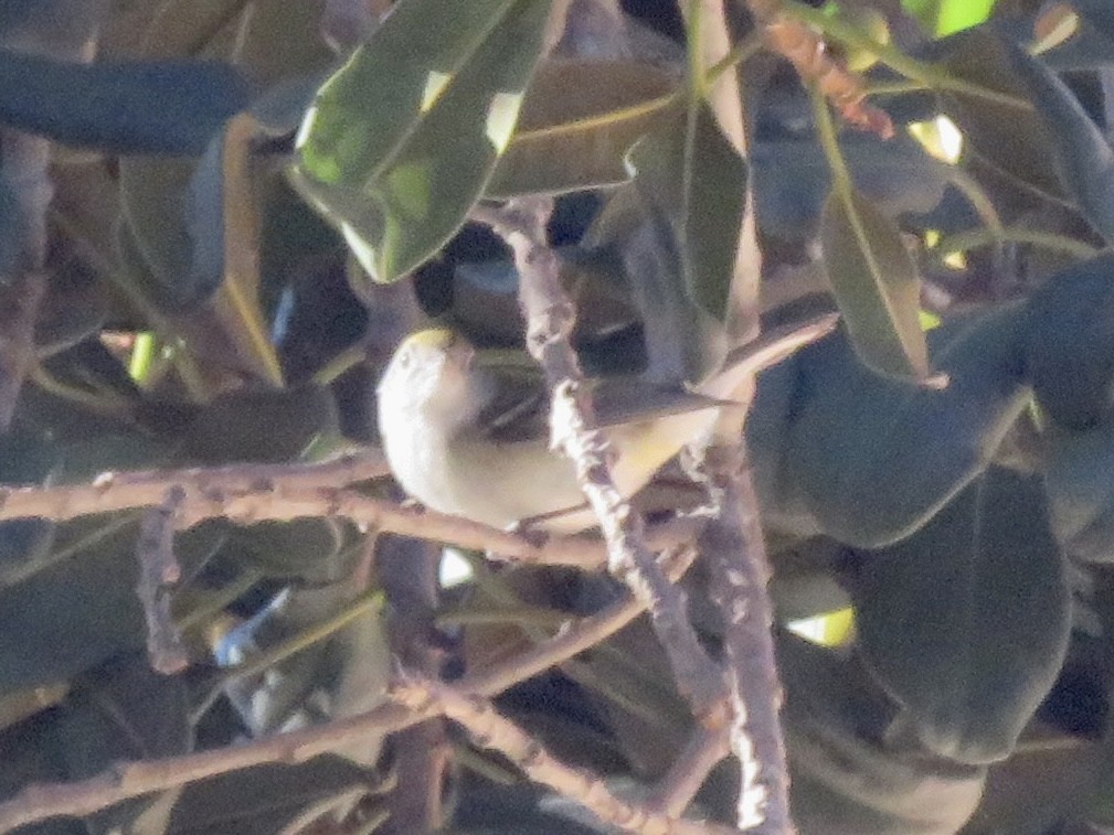 ワキチャアメリカムシクイ - ML646262977