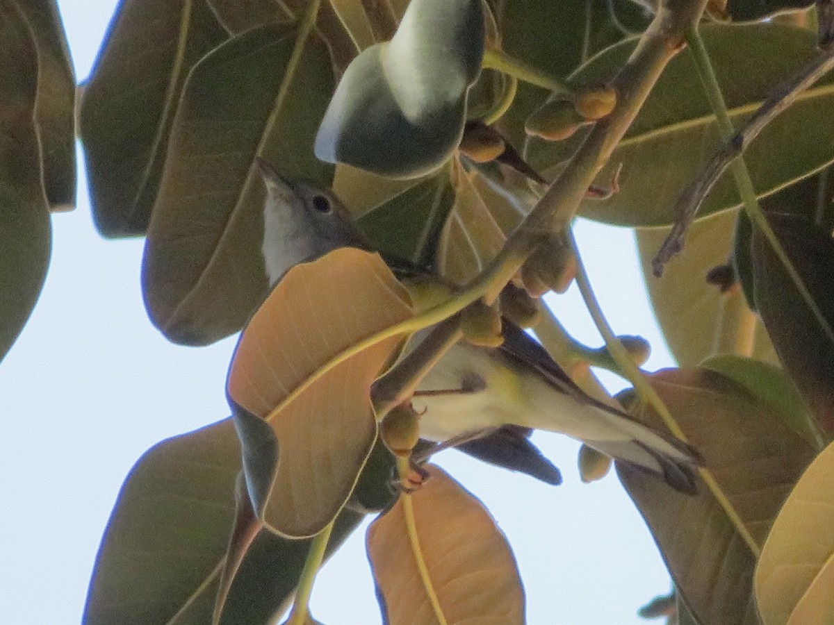 ワキチャアメリカムシクイ - ML646262979