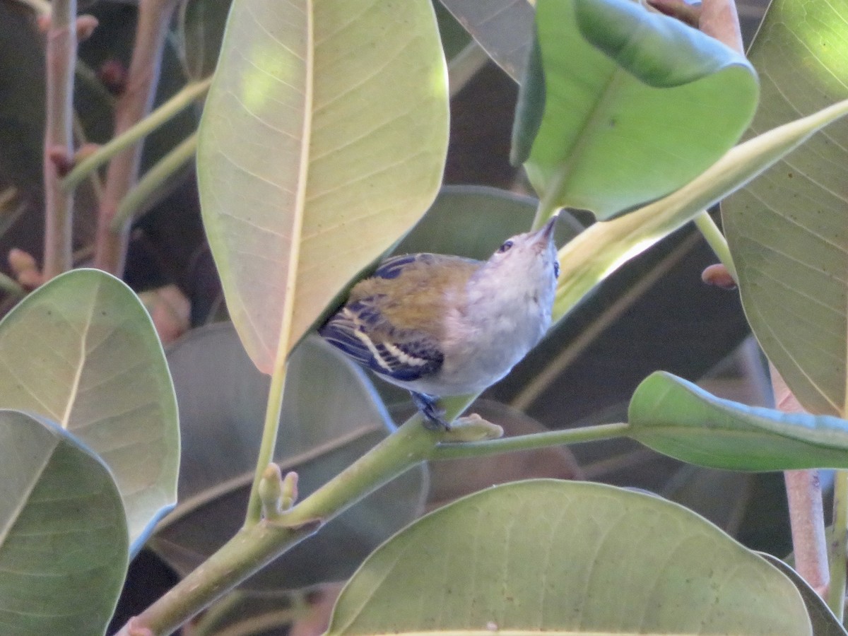 ワキチャアメリカムシクイ - ML646262980