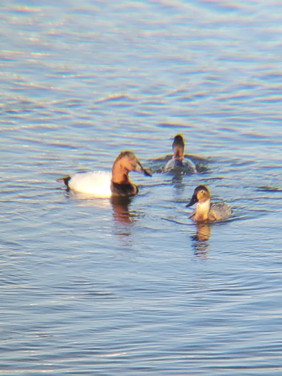 オオホシハジロ - ML646262984