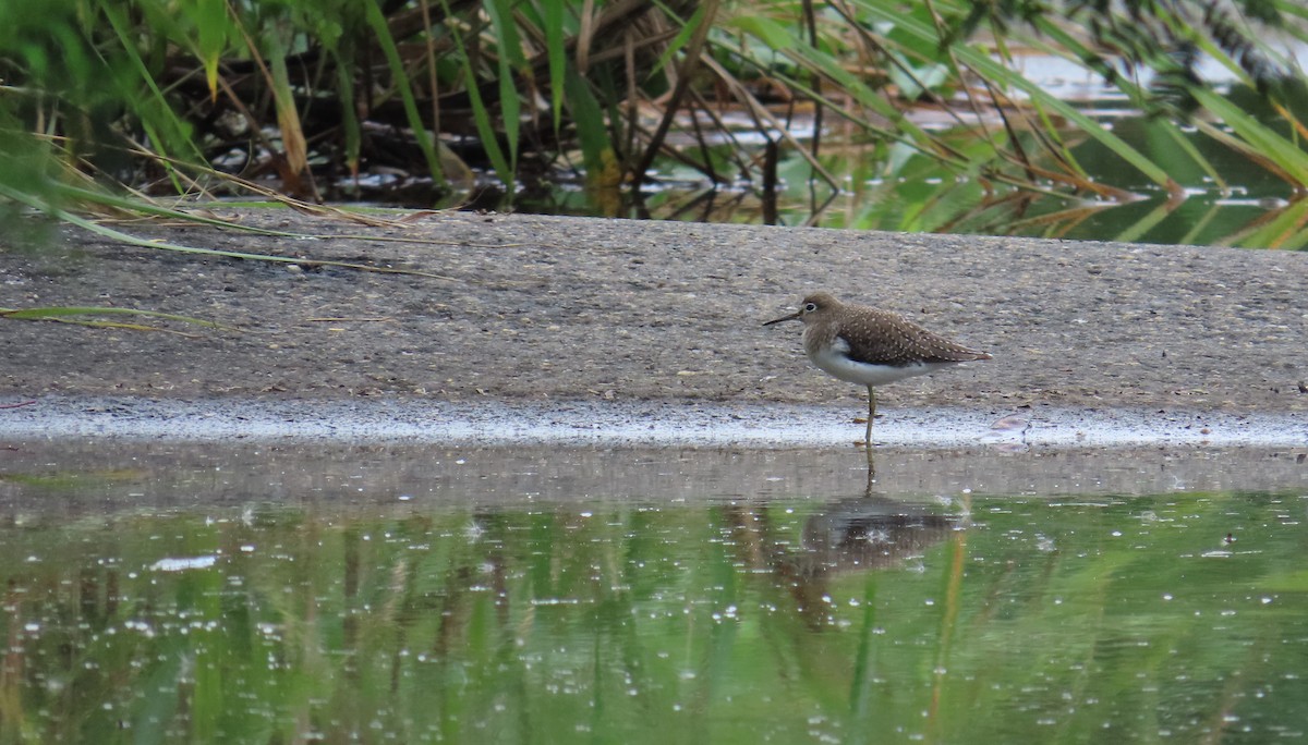 Solitary Sandpiper - ML646262985