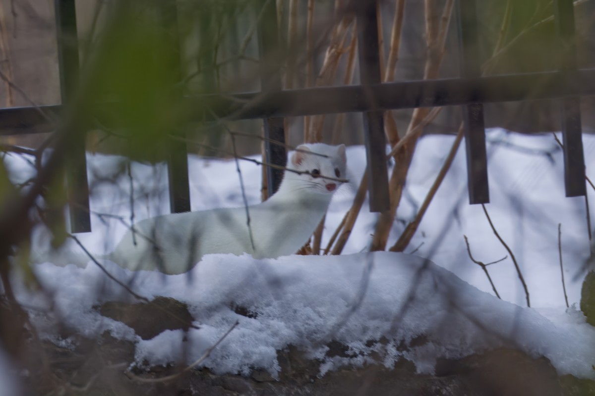 Animals - ML646262988