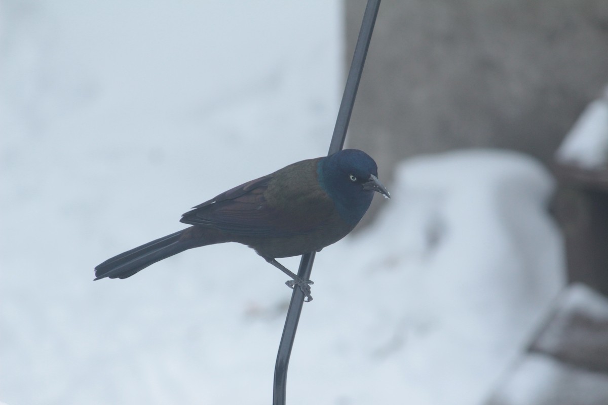 Common Grackle - ML646262996