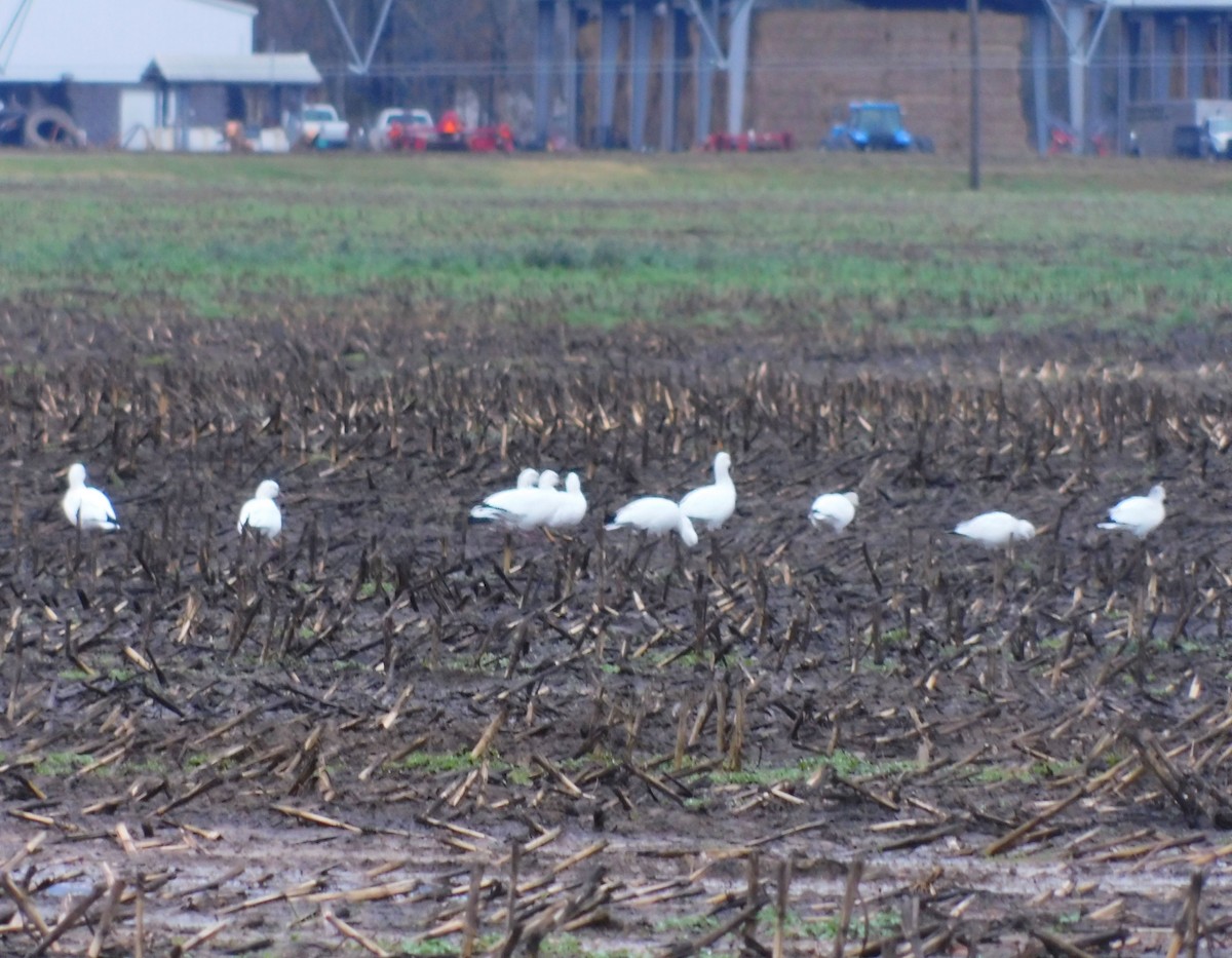 Oie des neiges - ML646262997