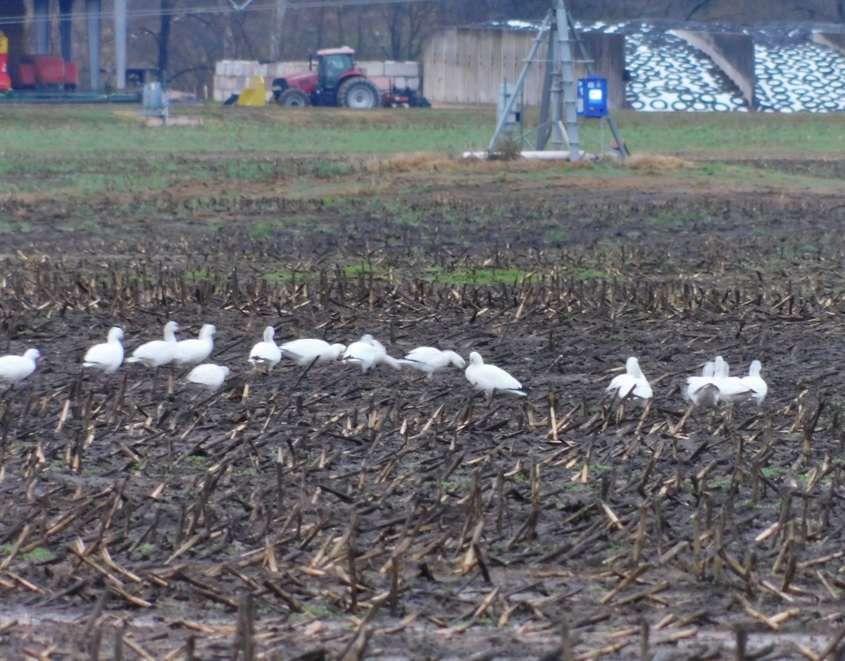 Oie des neiges - ML646262999