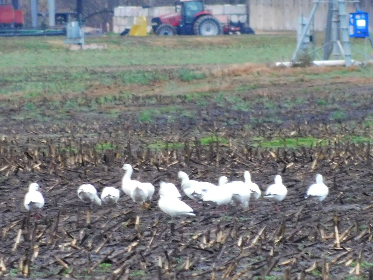 Oie des neiges - ML646263000