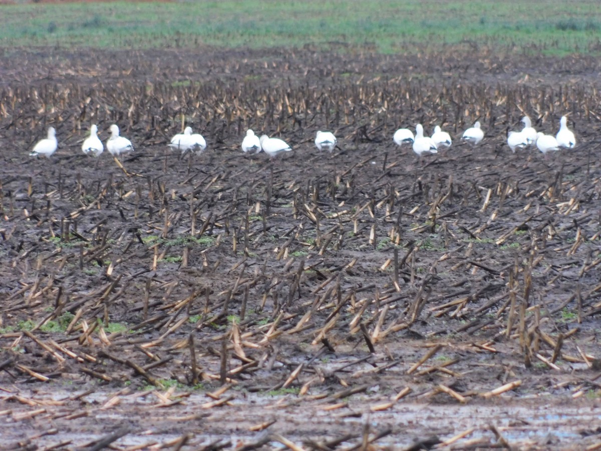 Oie des neiges - ML646263001