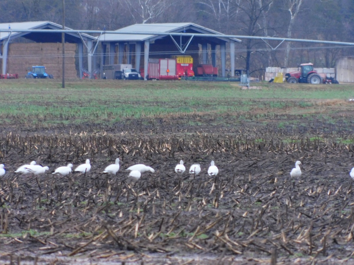 Oie des neiges - ML646263002