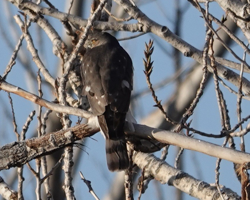 Sharp-shinned Hawk - ML646263004