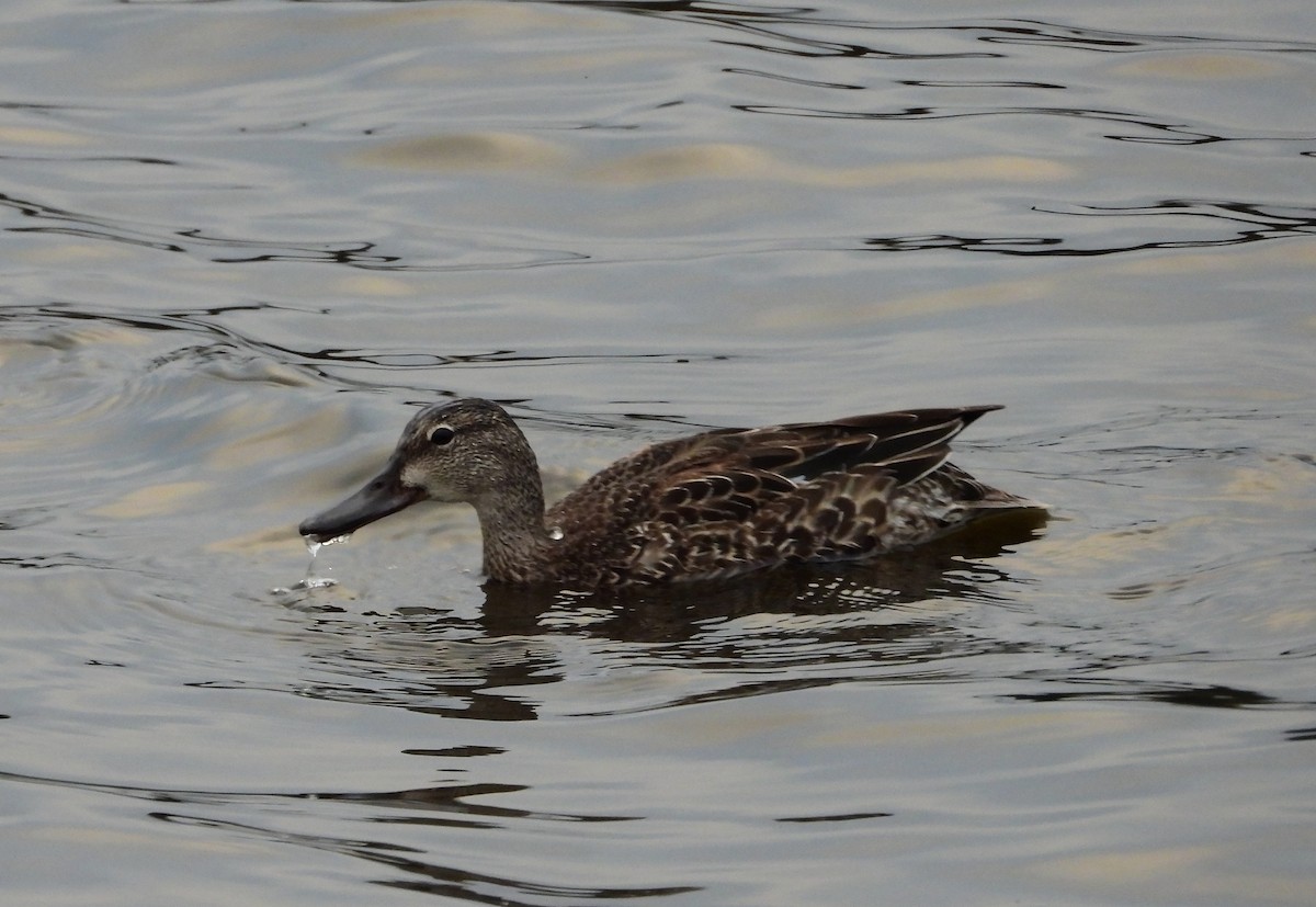 Blue-winged Teal - ML646263008