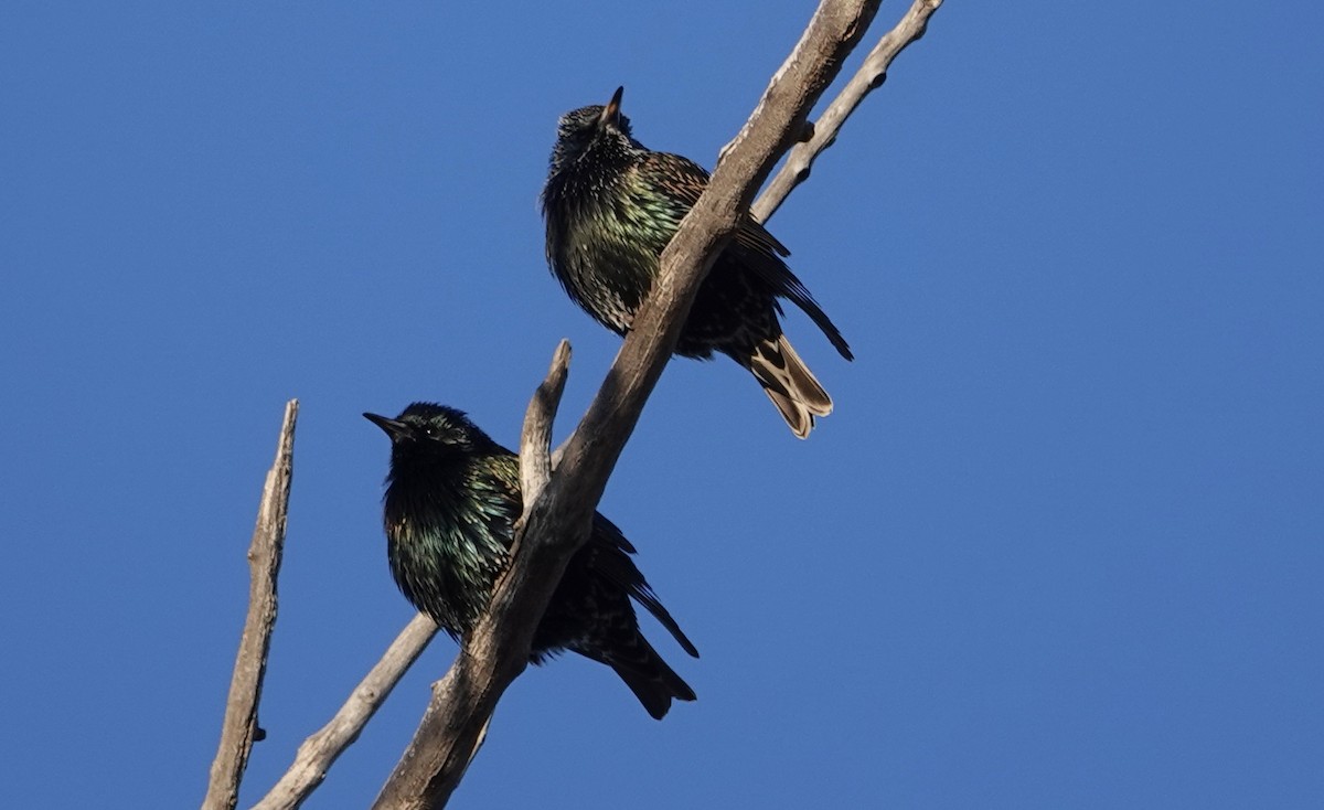 European Starling - ML646263009