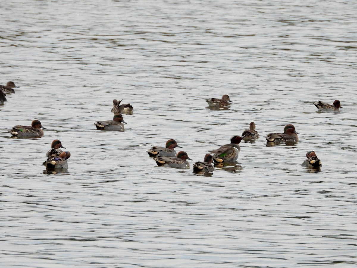 Green-winged Teal - ML646263016