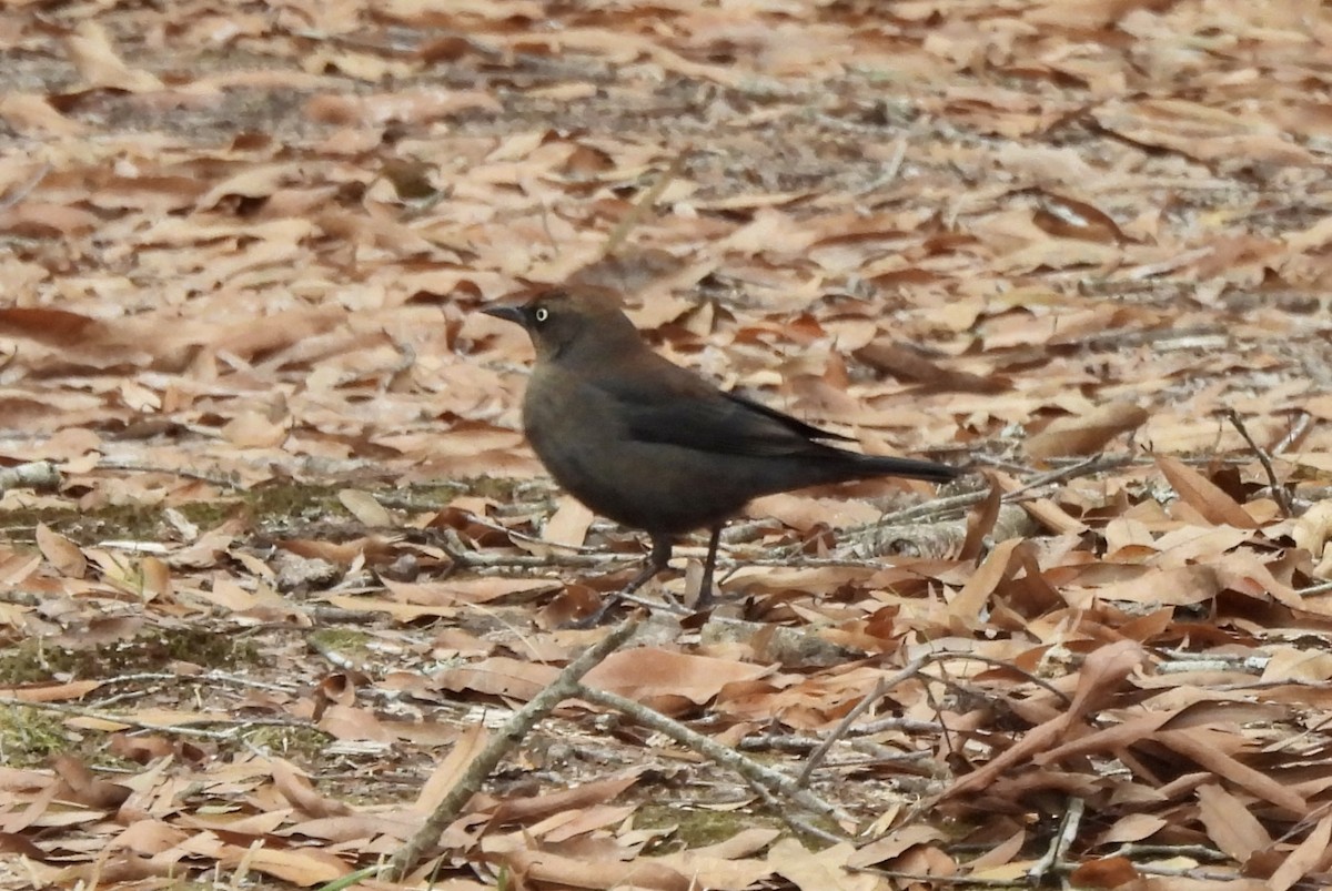 Roststärling - ML646263017