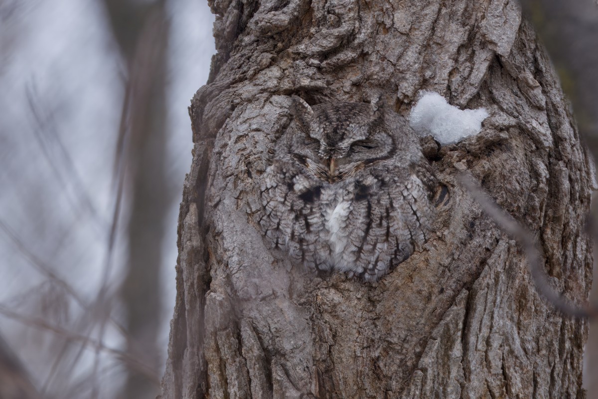 Eastern Screech-Owl - ML646263018