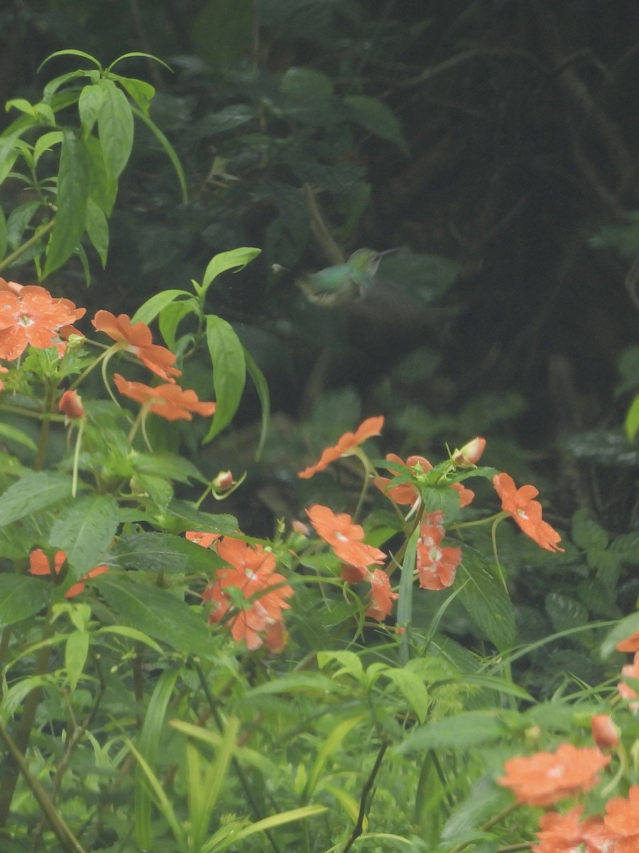 kolibřík vidloocasý - ML646263019