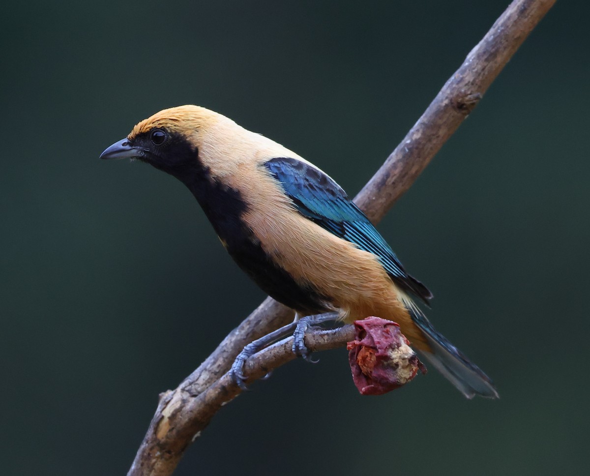 Burnished-buff Tanager - ML646263022