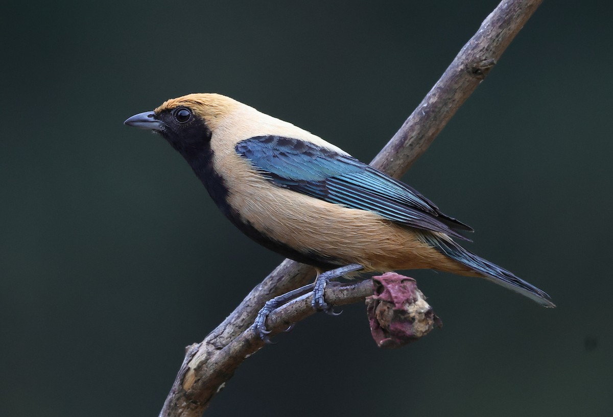 Burnished-buff Tanager - ML646263024