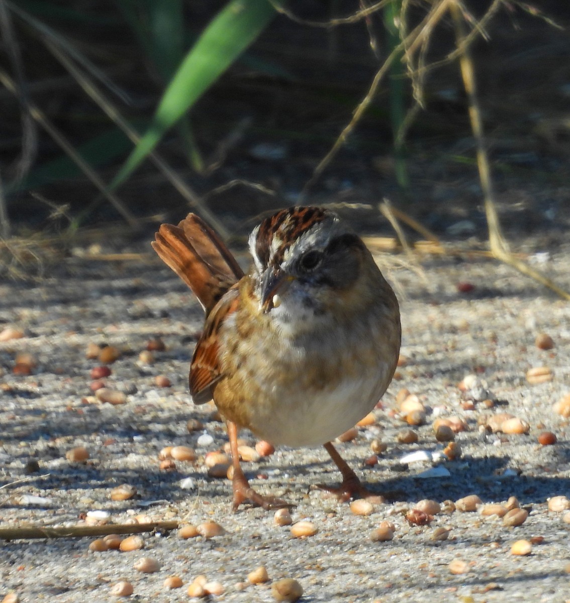Swamp Sparrow - ML646263025