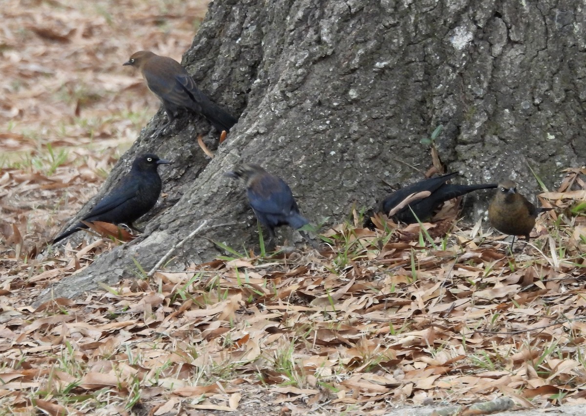 Rusty Blackbird - ML646263030