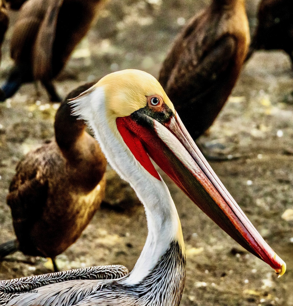 pelikán hnědý - ML646263031