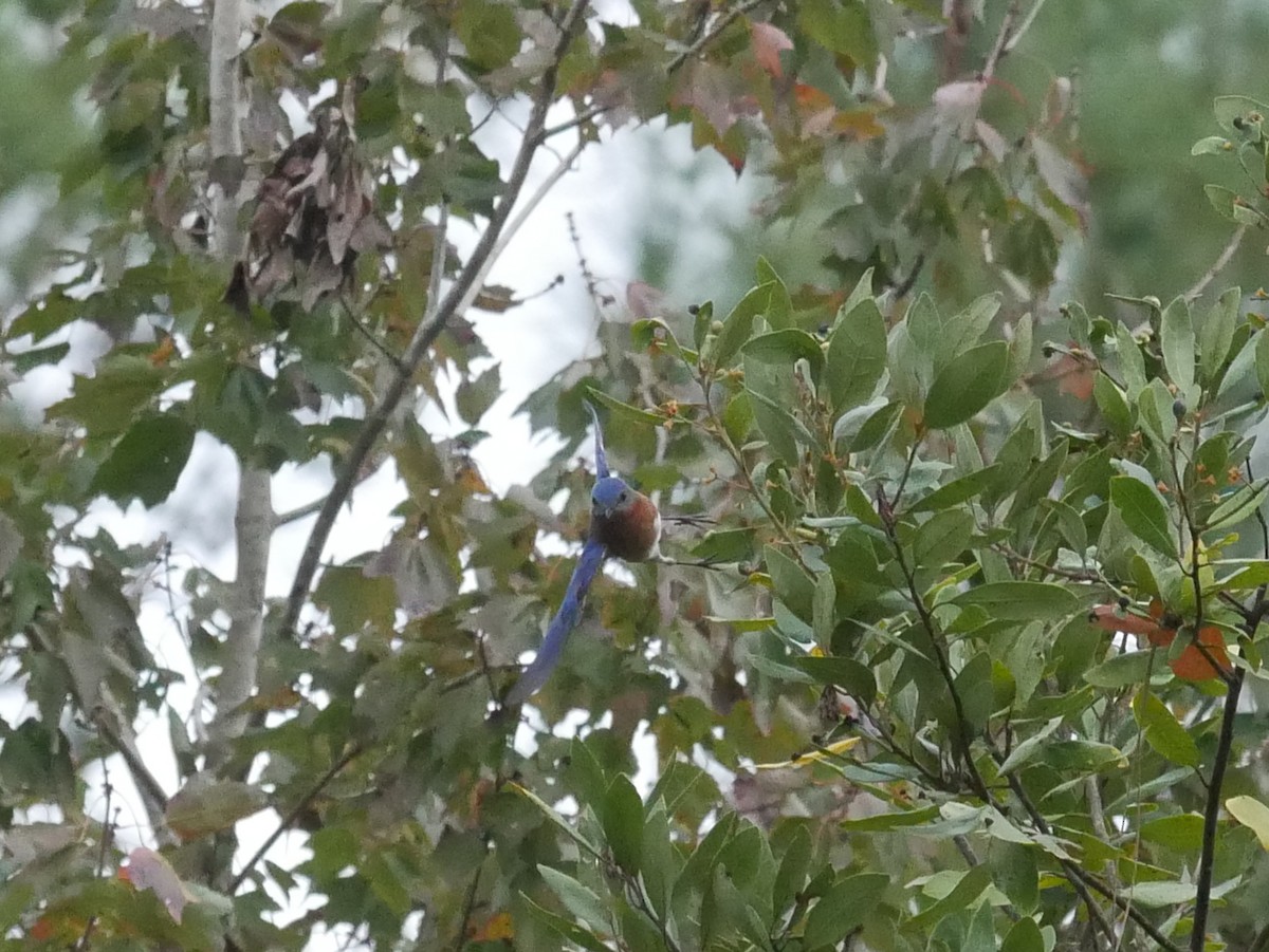 salašník modrý - ML646263032