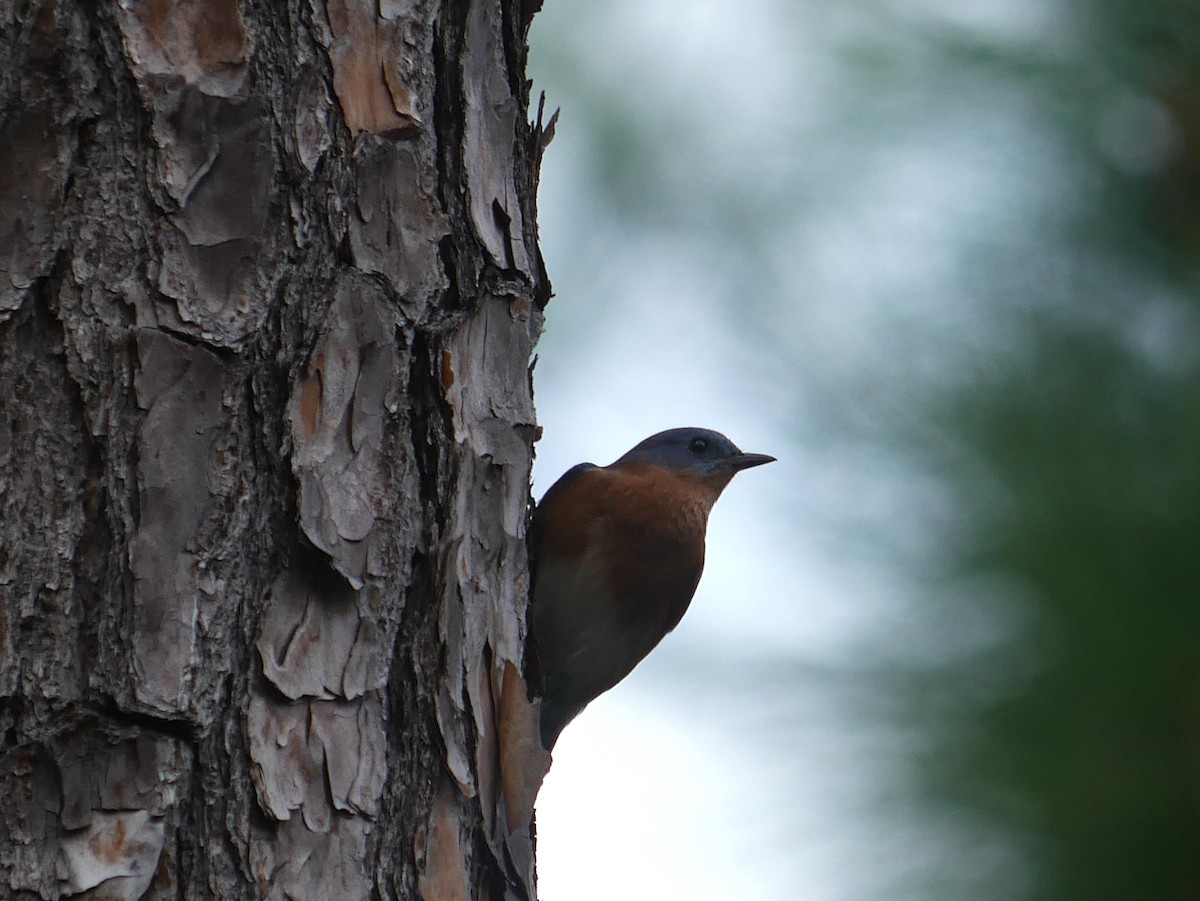 salašník modrý - ML646263033