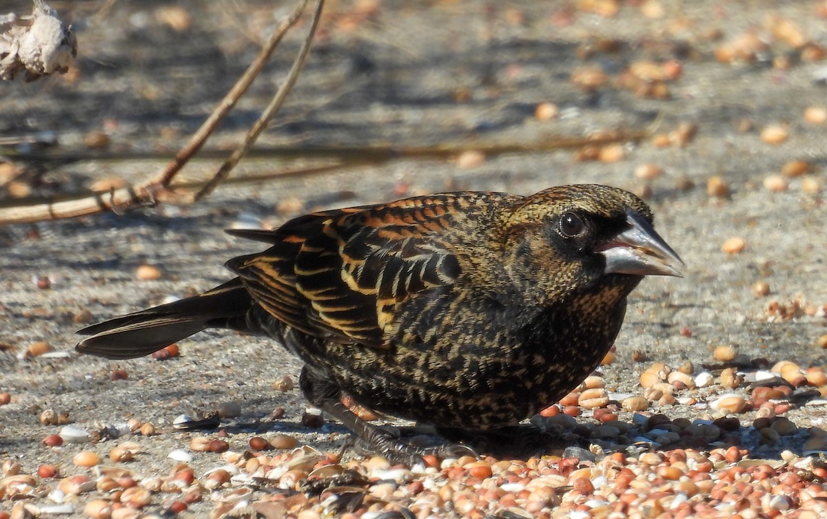 vlhovec červenokřídlý - ML646263034