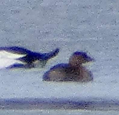 potápka americká - ML646263035