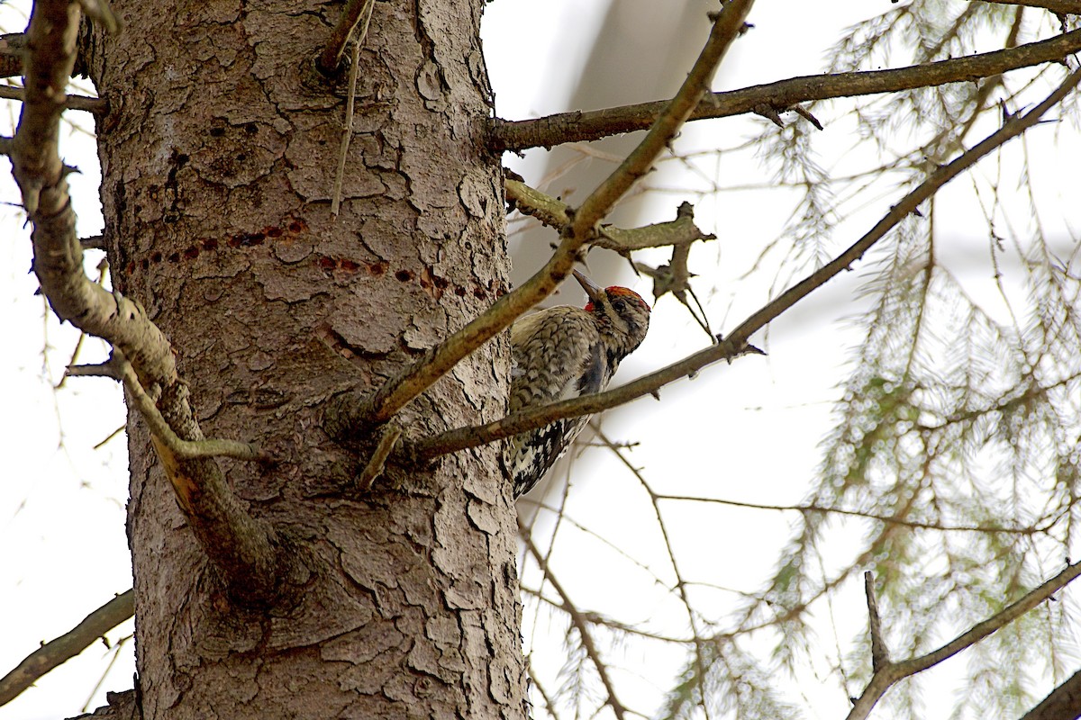 datel rudohrdlý - ML646263039