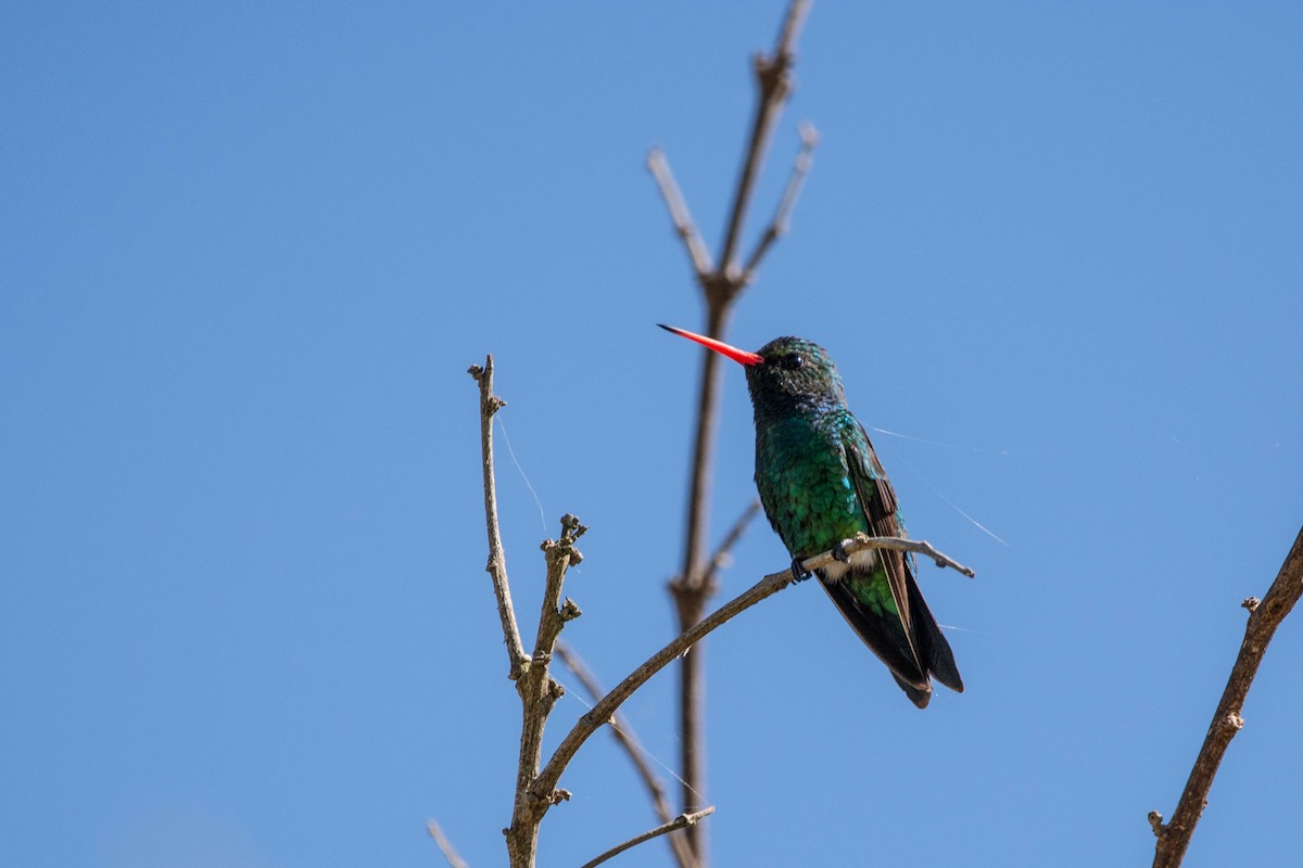 kolibřík lesklobřichý - ML646263040