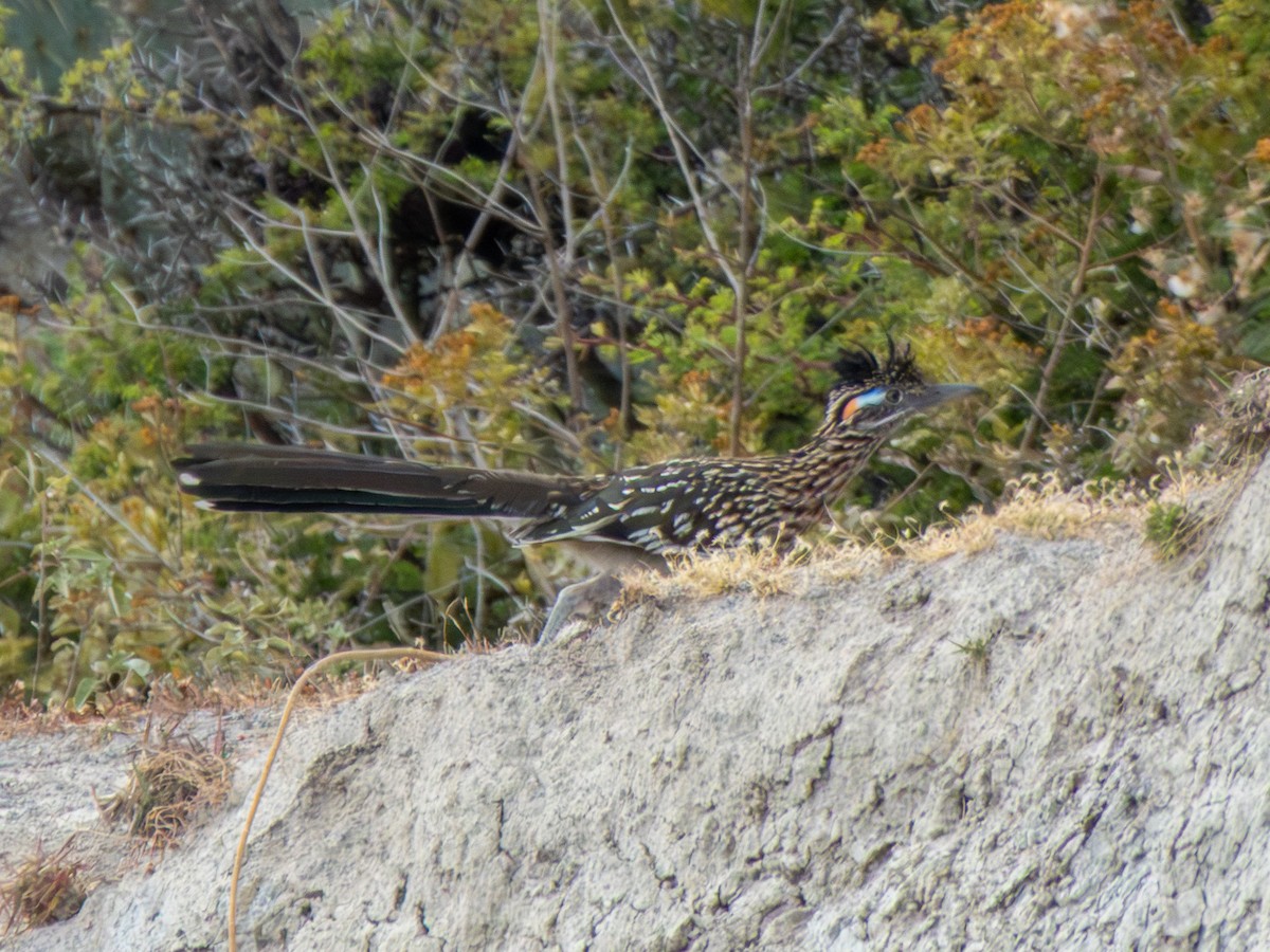 kukačka kohoutí - ML646263041