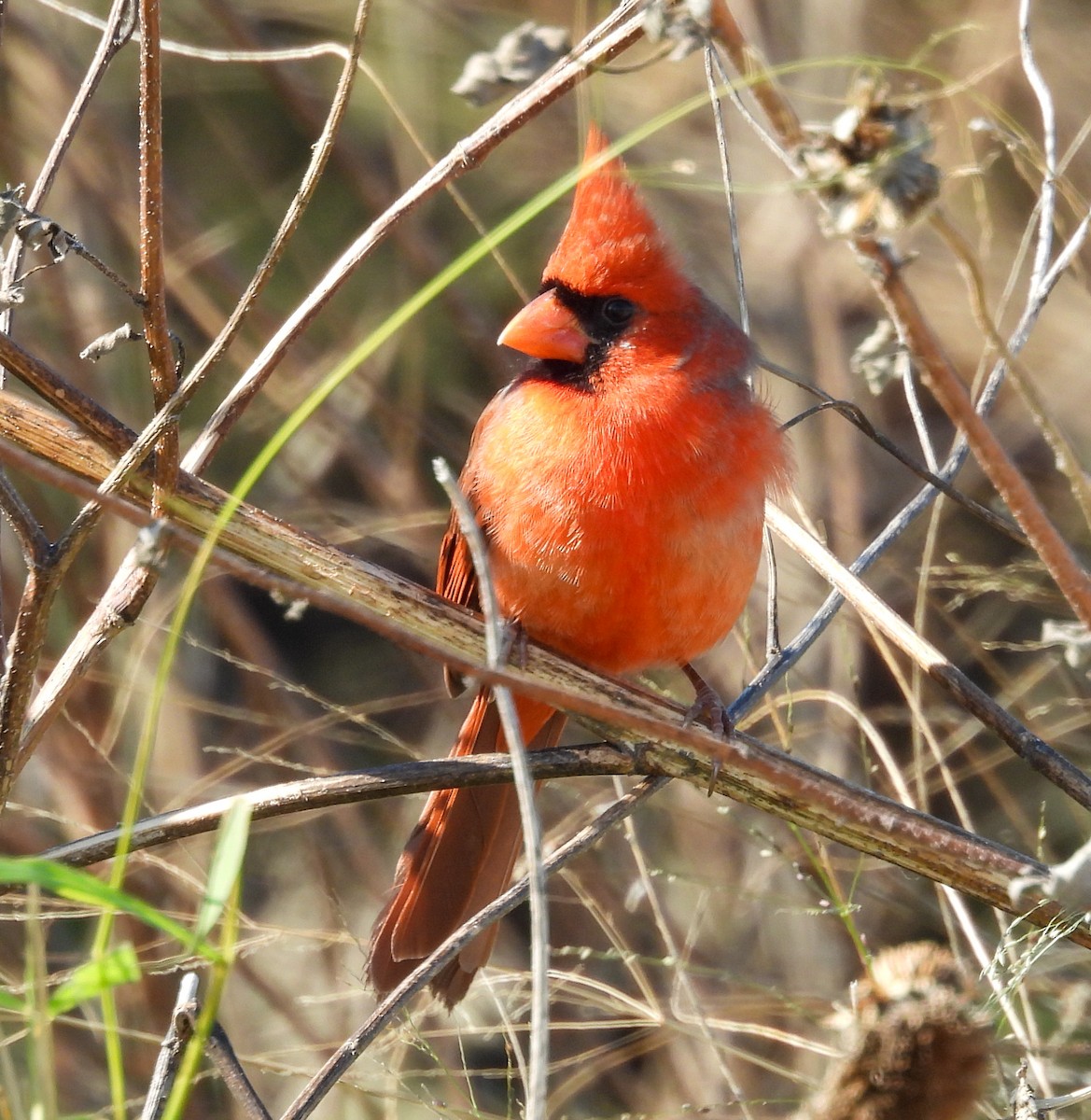 kardinál červený - ML646263042